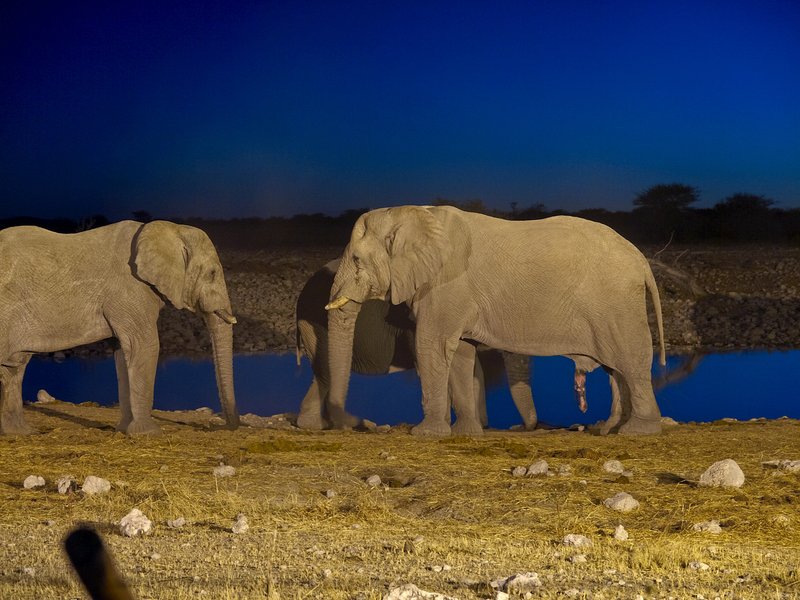 Elephant, Etosha National Park,
        Okaukuejo